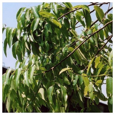 Quercus myrsinaefolia
